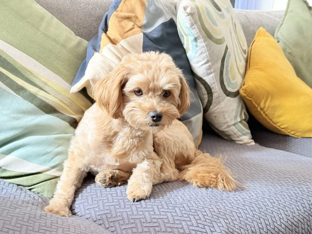 Can Dogs Get Socially Exhausted? New Research Says “Yes”