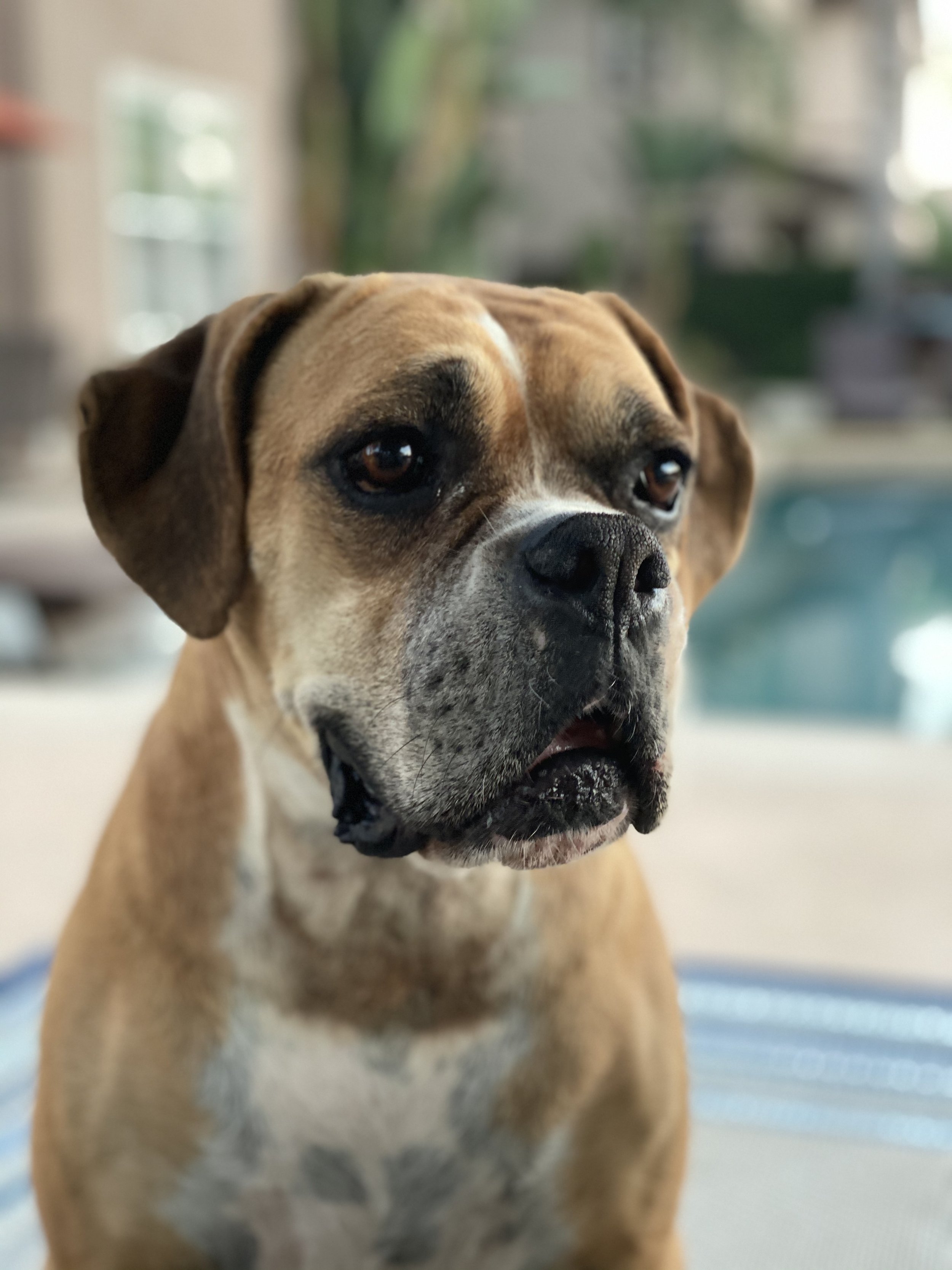 Why Your Dog Doesn’t Like Every Dog (And That’s Okay)
