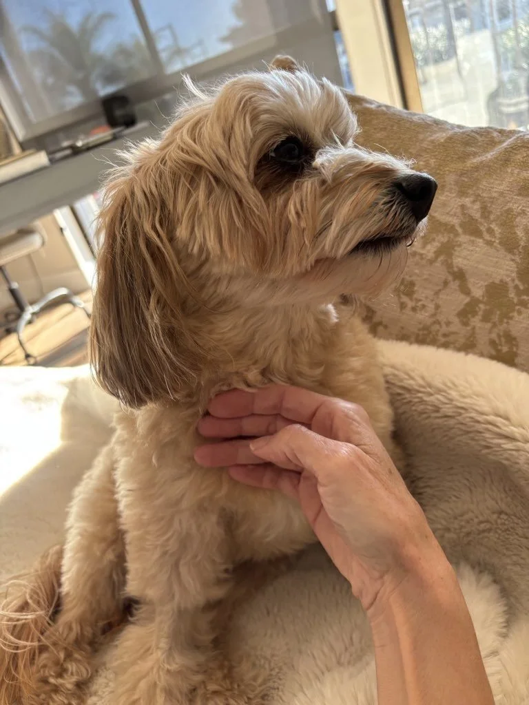 10 Calming Signals Your Dog Uses That Most Families Miss