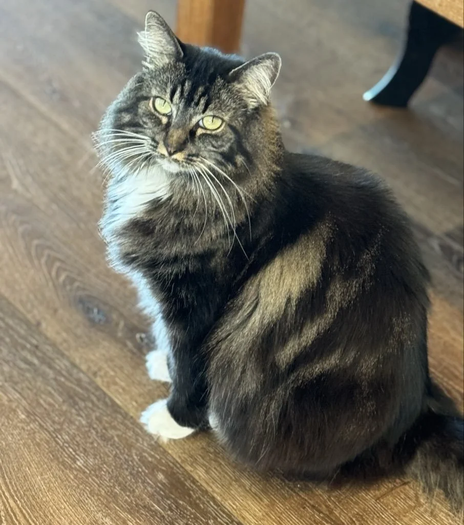 10 Calming Signals Cats Use That Most Families Miss