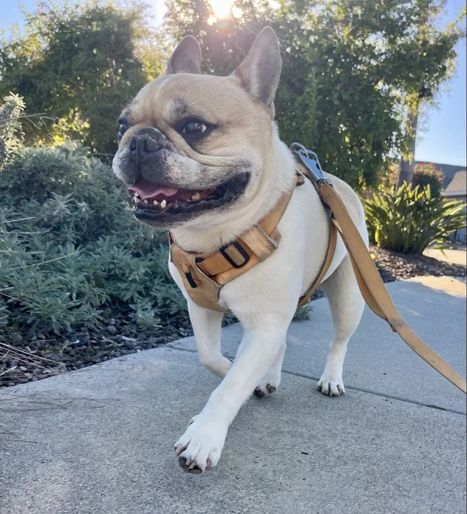 Peace of mind isn&rsquo;t a luxury - it&rsquo;s essential. Apps give you whoever&rsquo;s available. Dogs On The Run gives you personally matched, vetted professionals supported by our concierge team.

You&rsquo;re not paying for time. You&rsquo;re pa