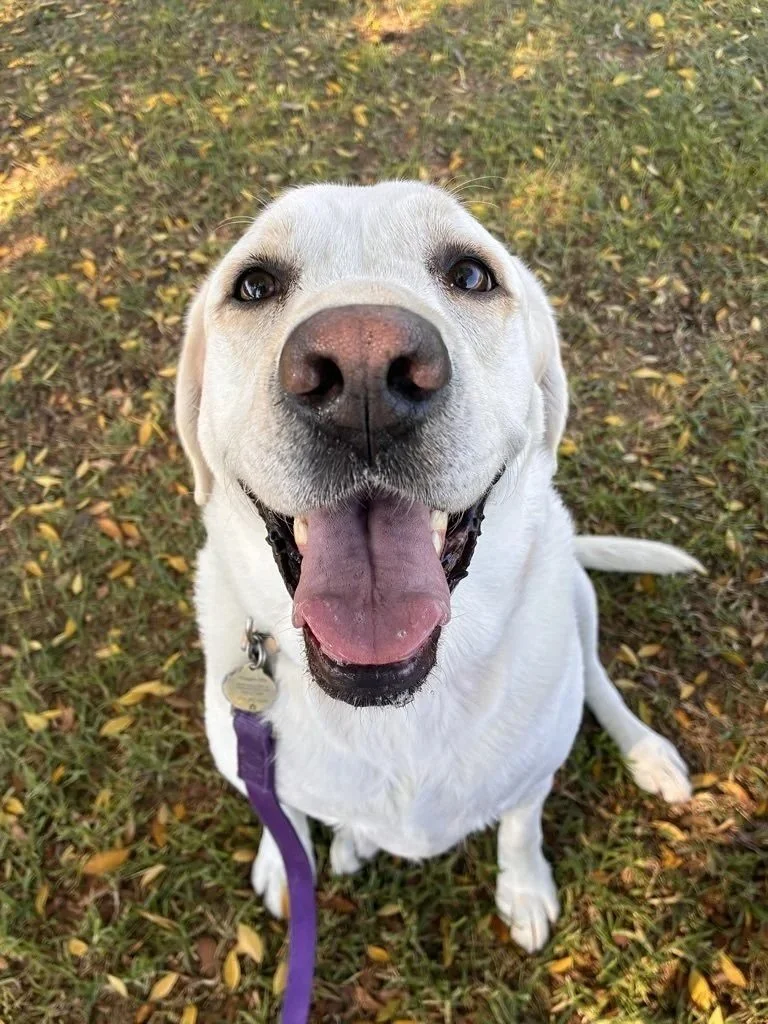 Is your dog getting enough exercise and attention? Restlessness, excessive barking, or weight gain could be signs they need more.

Our Concierge Team matches you with professionals who design customized care plans based on your dog&rsquo;s unique nee