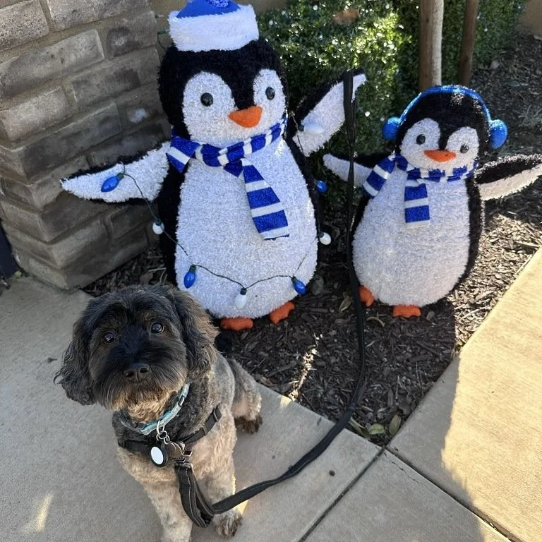 It&rsquo;s that time of year! Make sure you book your holiday pet care soon, so you can enjoy time with your families stress free!

Book today! - www.DogsOnTheRun.com

#holidaypetcare #christmas #dogsontherun #petcareprofessional #sandiegopetcare