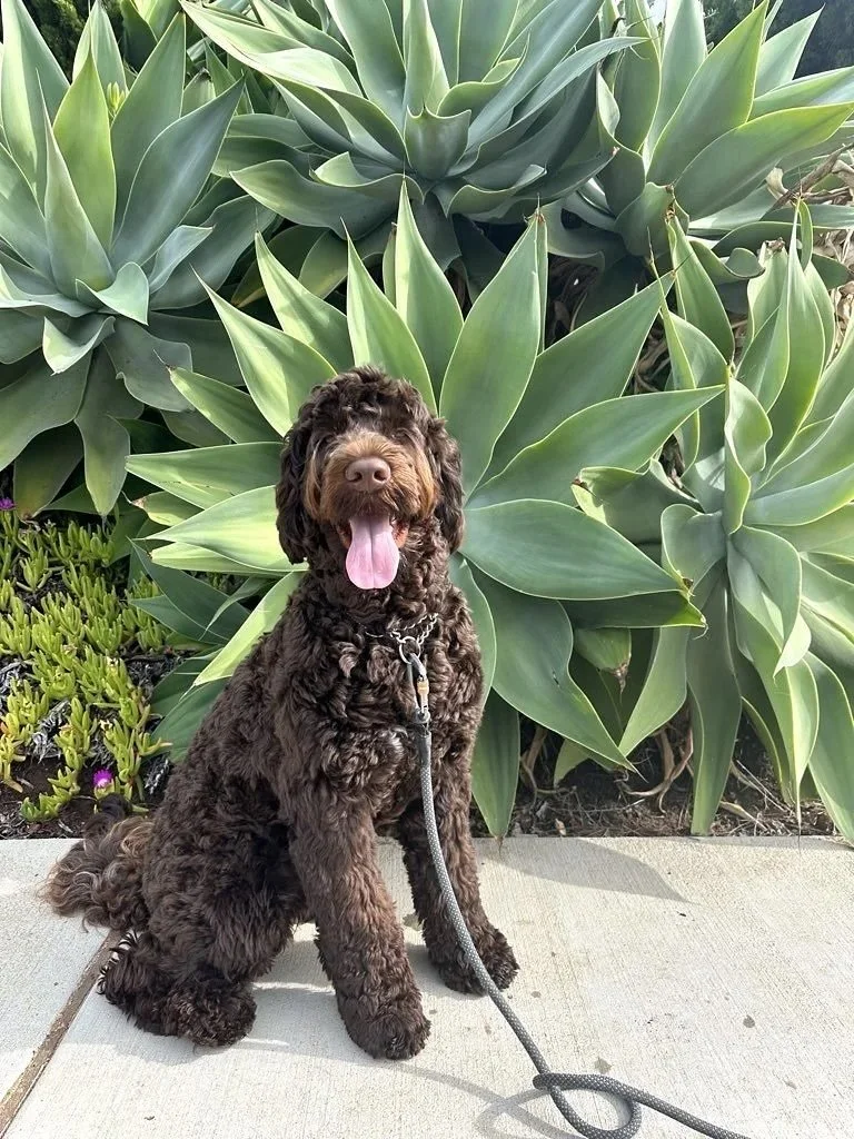 Traveling soon? The key to stress-free pet care starts with preparation. A clear travel schedule, daily routines, accessible supplies, and emergency contacts help your professional provide seamless care while you&rsquo;re away.

When your home is rea