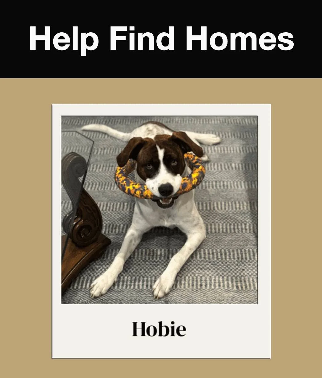 Meet Hobie, a one-year-old sweetheart looking for his forever home. This well-trained, people-loving pup is great with kids and always ready to learn (especially if snacks are involved). If you&rsquo;re looking for a loyal, goofy companion with a big