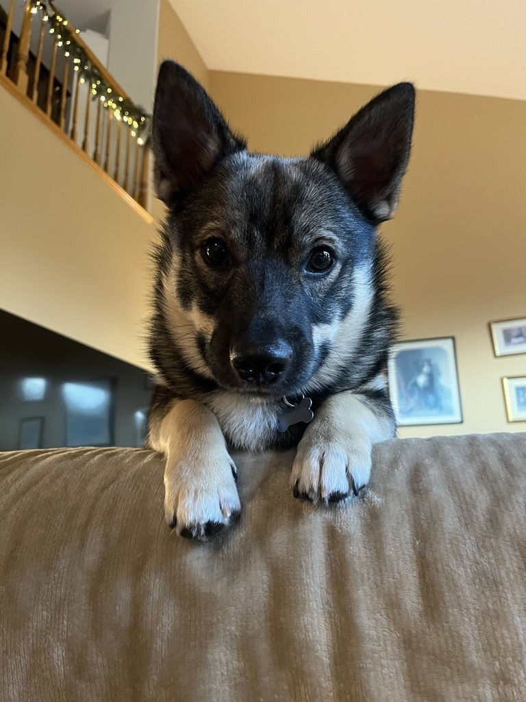 What Dogs Notice First When You Walk Into a Home (It’s not what you think.)