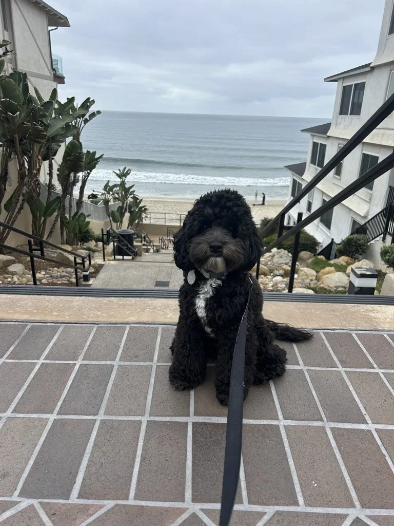 Why Some Dogs “Act Different” on Leash Than They Do at Home(And what they’re really trying to tell us)