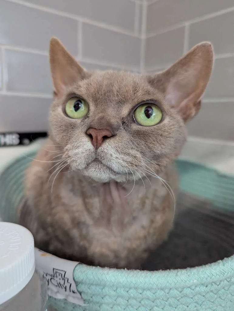 How Cats Actually Show Trust(And Why It’s So Often Misunderstood)