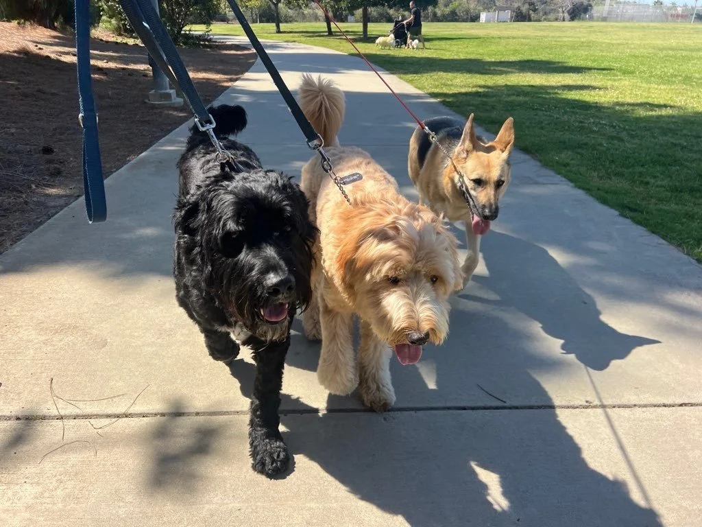 Doggy Adventures.jpeg