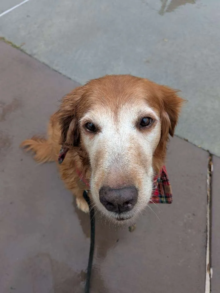 Rainy Day Pups Golden.jpeg