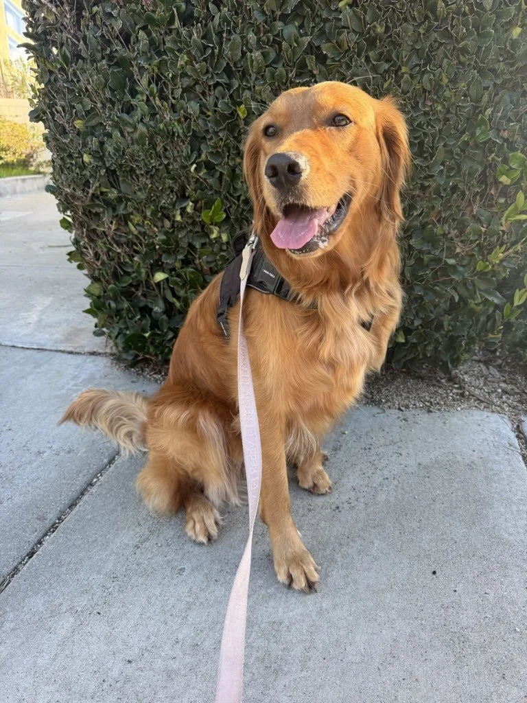 Why Some Dogs “Act Different” on Leash vs. at Home