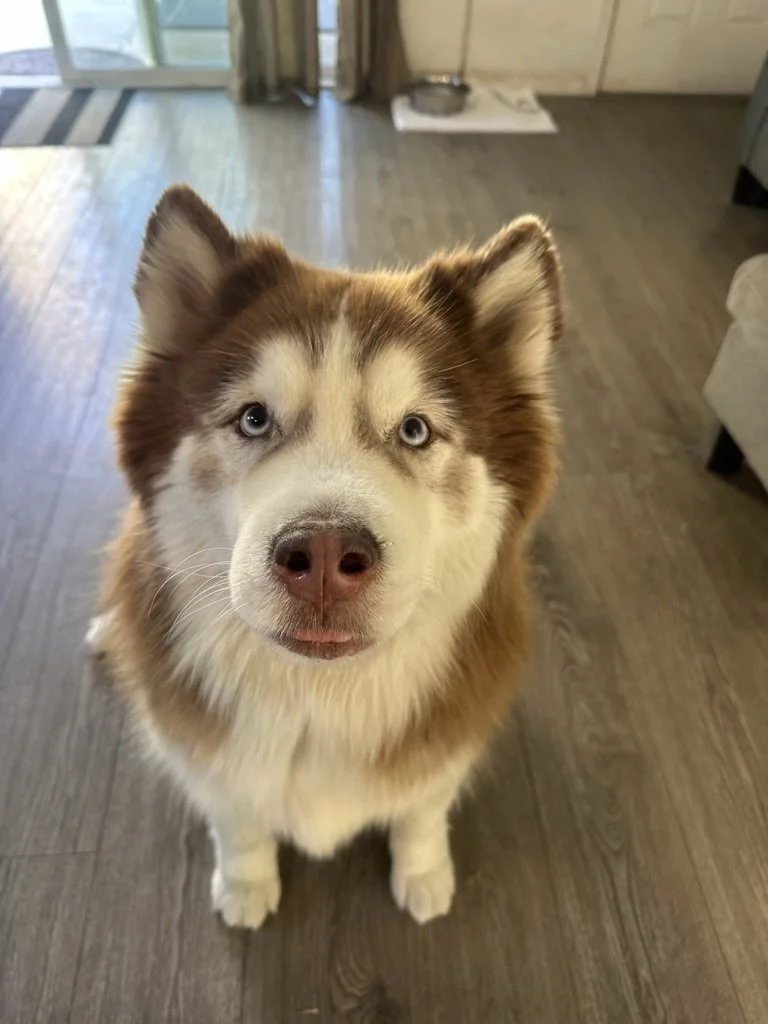 Subtle Signs of Pain Pets Hide Instinctively