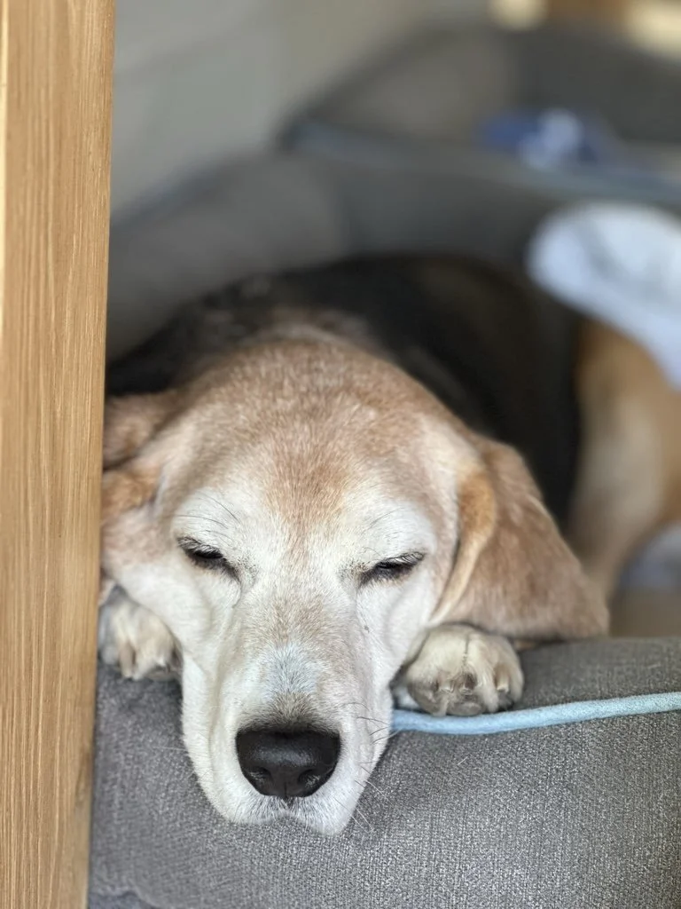 When Your Pet’s Sleep Patterns Change (And Why It Matters More Than You Think)