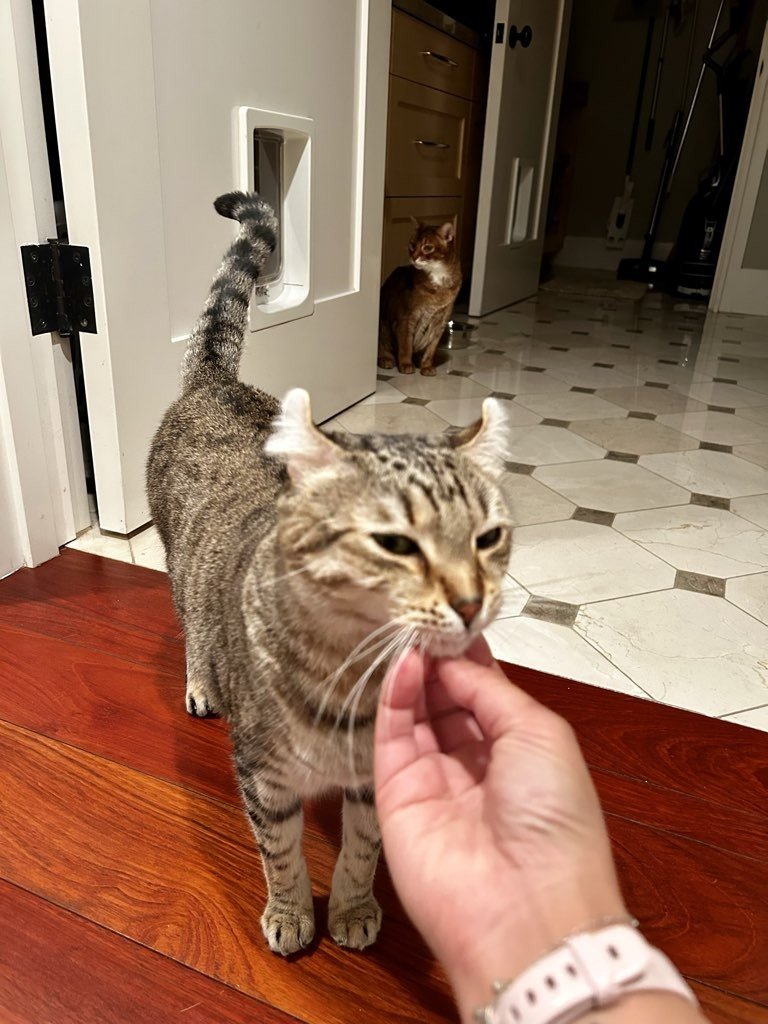 Your cat is communicating with you, but are you noticing the signs?

Unlike dogs, cats don't usually bark or make dramatic gestures when they feel stressed. Instead, they rely on subtle "calming signals" like slow blinking, sudden grooming,