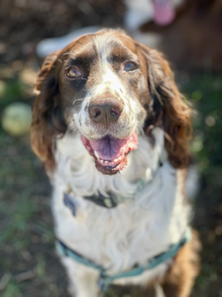 Is your dog trying to tell you they are stressed? 

Beyond barking, dogs use subtle "calming signals" to diffuse tension and avoid conflict. Small cues like lip licking, a "stress yawn," or turning their head away are often missed