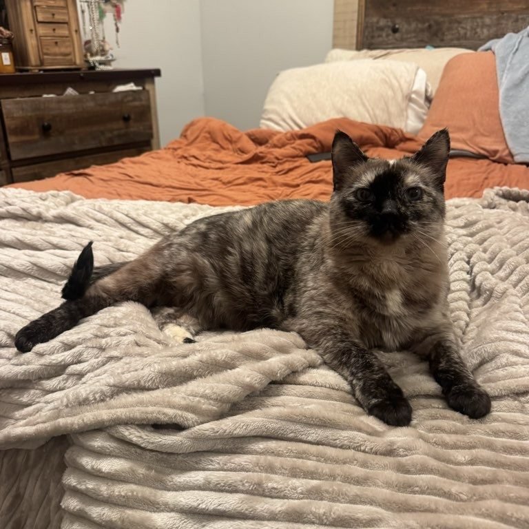 Cats aren't distant, they're showing affection on their own terms. The slow blink, choosing to be near you, belly exposure, and head bumps are all intentional signs of deep trust.

For cats, connection is about safety and choice, not constant interac