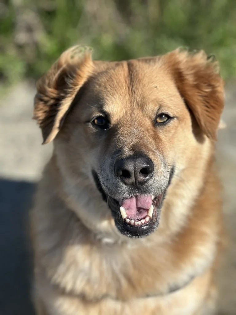 The Most Common Feeding Mistake Pet Parents Make (And How to Fix It)