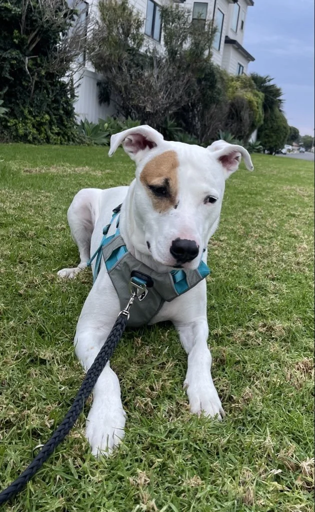 Is Your Pet’s Food Bowl Affecting Their Health? What Every Pet Parent Should Know