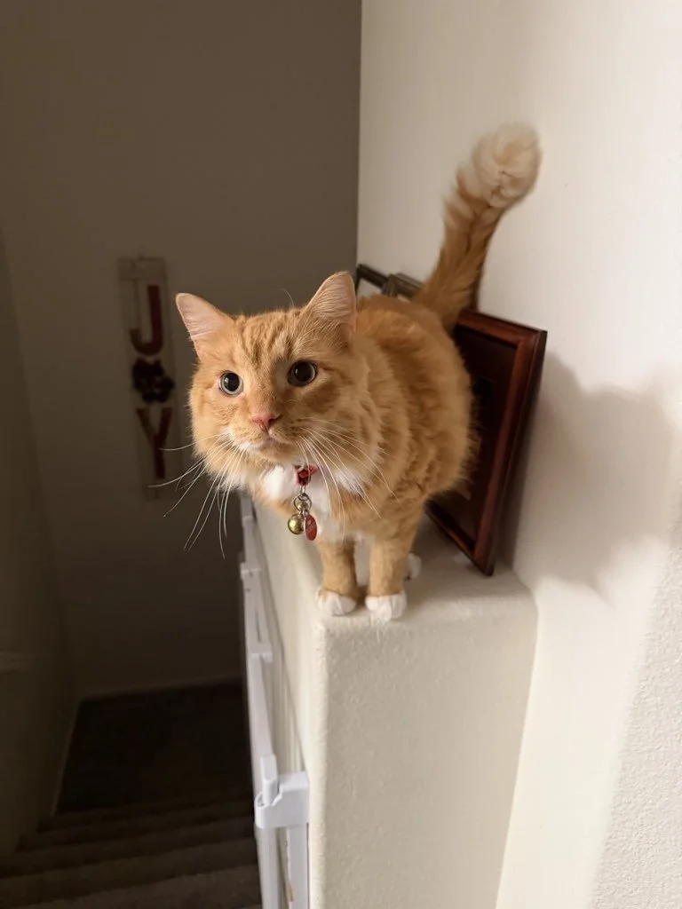 When a cat stops using the litter box, it's not bad behavior. It's communication. Medical issues, discomfort, stress, or changes in their environment can all trigger litter box avoidance.

Punishment makes it worse. Understanding makes it better. Rul