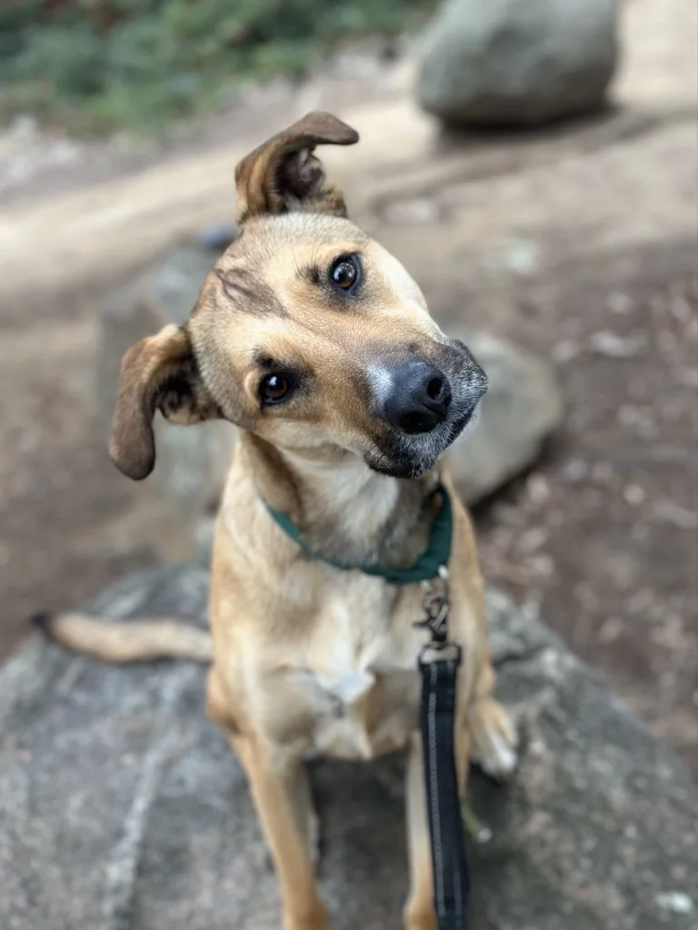 Beyond Walks and Visits: Pet Care Services That Make Life Easier