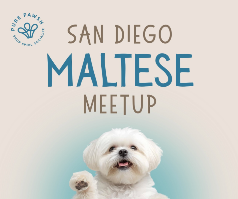 San Diego Maltese Meet Up