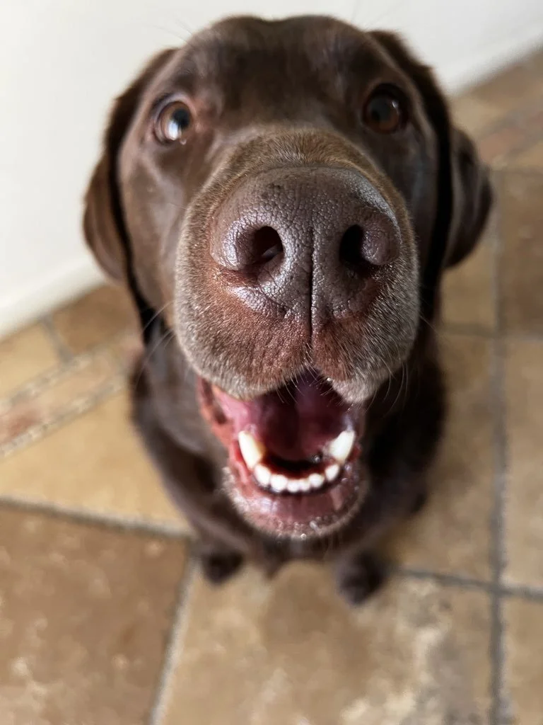 Why Annual Vet Exams Matter More Than People Think