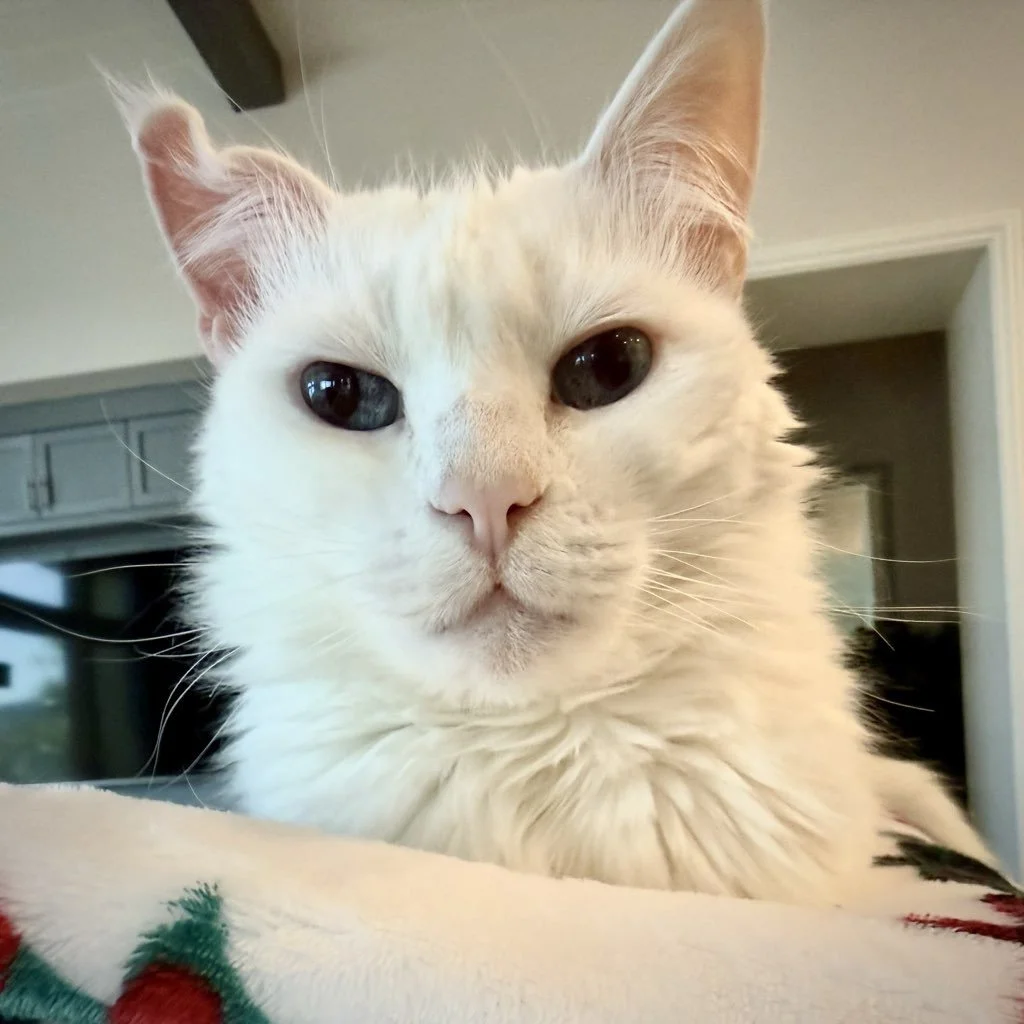 Spring Health Reset: Why Parasite Prevention Matters More Than Ever