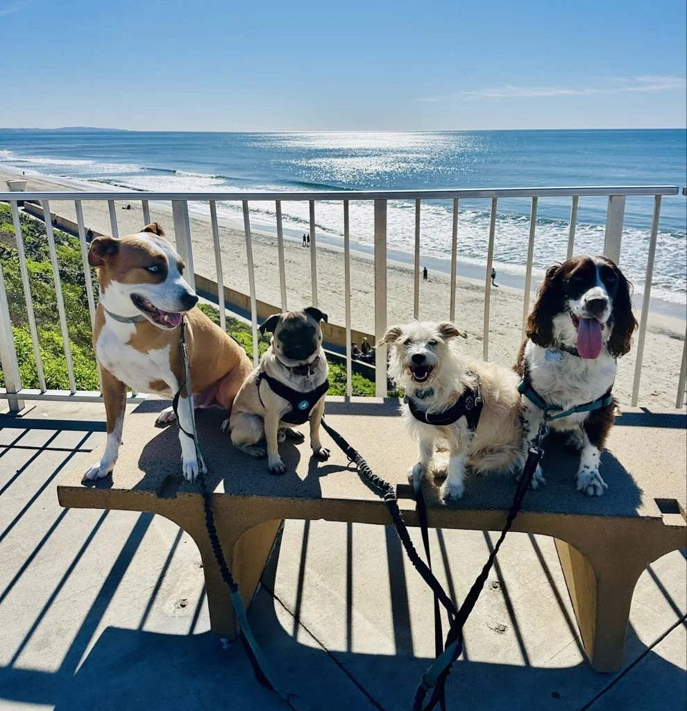 Pet Theft Awareness Day: Simple Ways to Keep Pets Safe