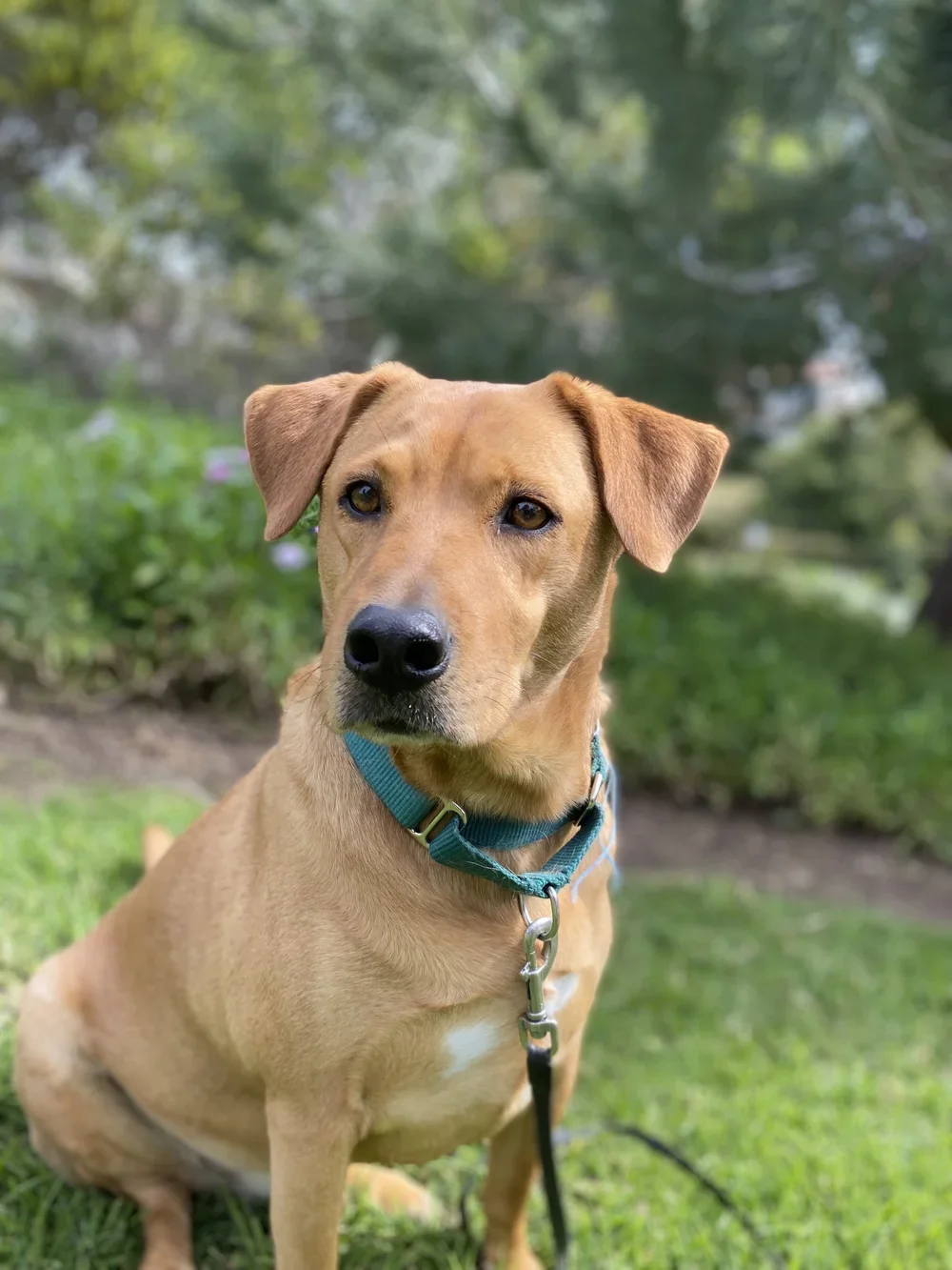 Dogs On The Run Hosts Complimentary Reactivity Workshop at HQ