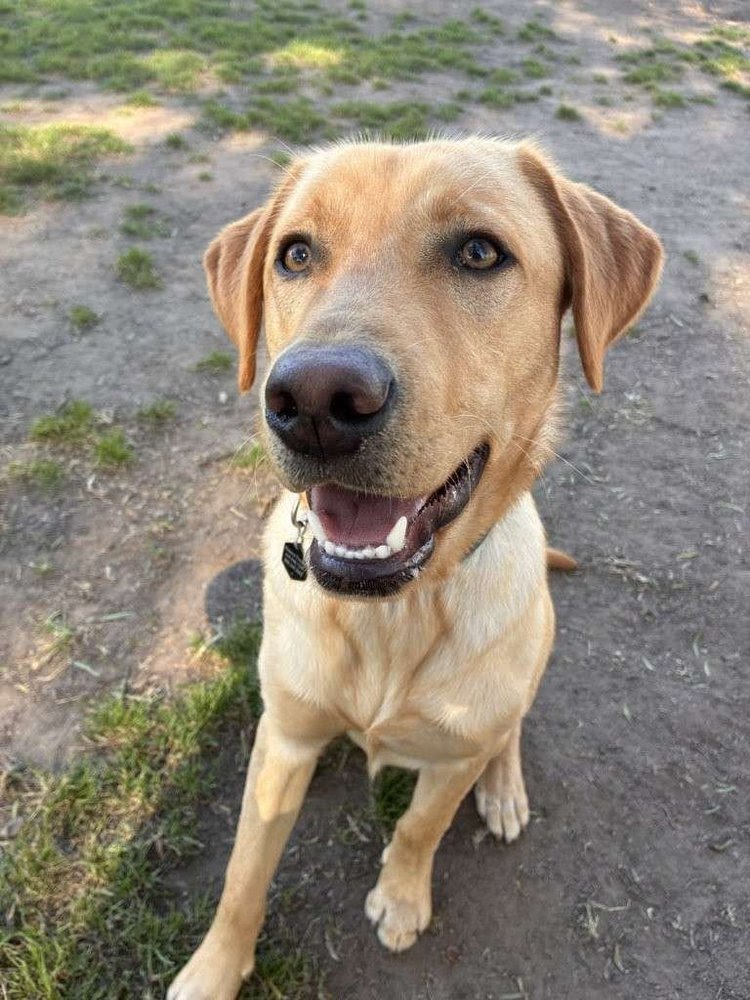 The human-pet bond isn't built in one visit. It's built through consistency, safety, and emotional understanding over time. Pets don't experience care as a transaction. They experience it as a relationship.

Trust is earned through small moments. Sho