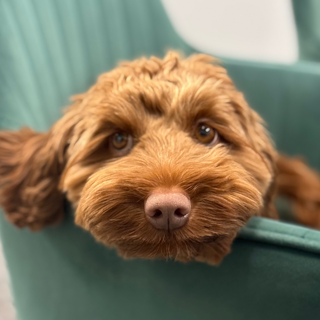 Meet the Dogs On The Run Office Dogs  