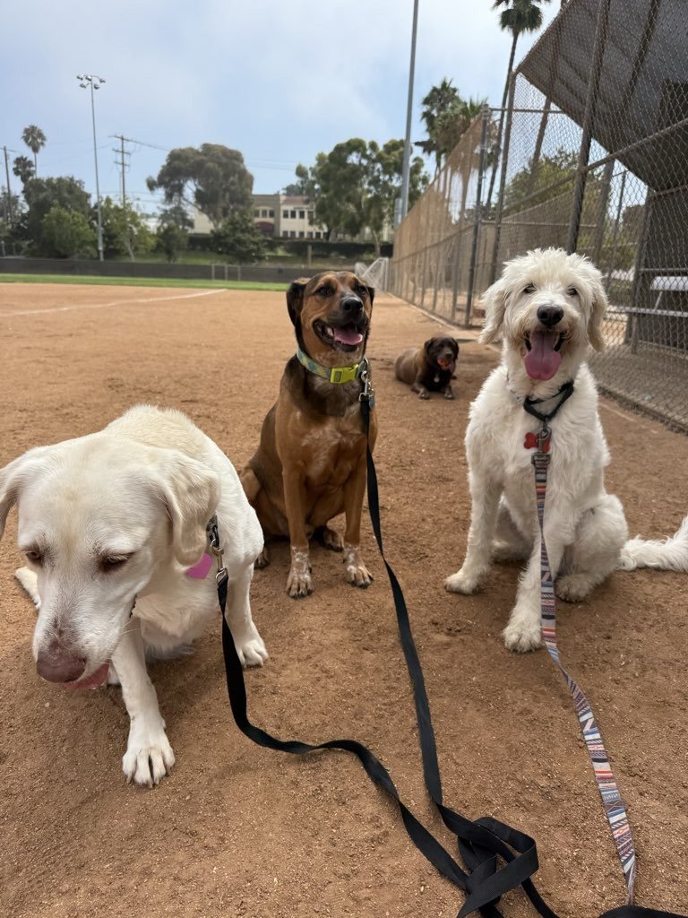 Pet theft is preventable with simple, consistent habits. Never leave pets unattended in public, hire trusted and screened professionals, keep microchip information updated, and be thoughtful about what you share on social media.

Awareness is the bes