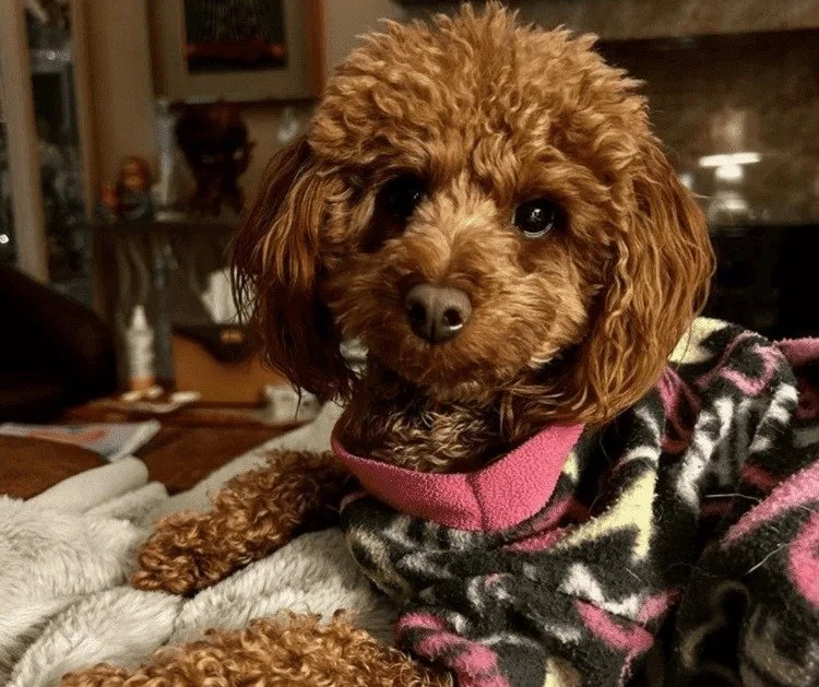 Every season brings different health risks for your pet. From parasites and heat in summer to dry skin and joint pain in winter, proactive care means catching small issues before they become big problems.

Preventative habits matter: keeping vaccines