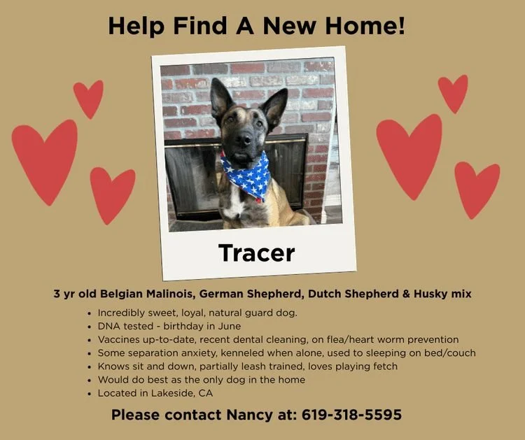 Help Tracer find his forever home! This sweet 3 year old Belgian Malinois mix is looking for a loving family. 

Tracer is incredibly sweet, loyal, and a natural guard dog. He's DNA tested, birthday in June, vaccines up to date, recent dental cleaning