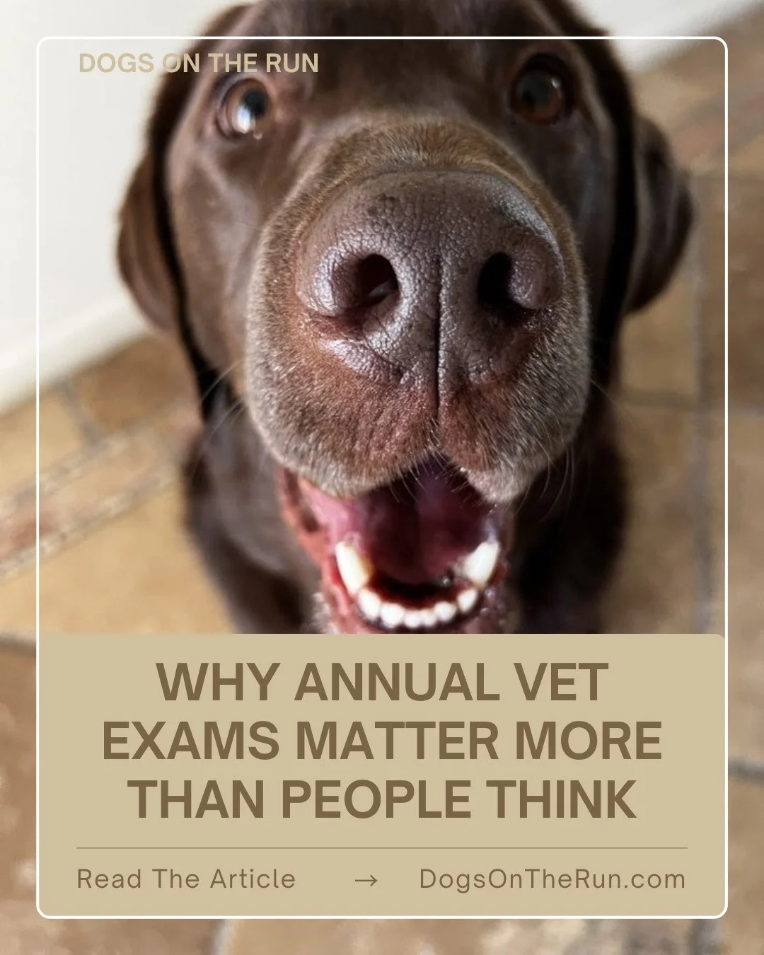 Pets don't complain about pain. They adapt, mask symptoms, and seem fine while quietly dealing with dental pain, arthritis, or early disease. This is why annual vet exams matter more than most people realize.

Early detection saves stress, money, and
