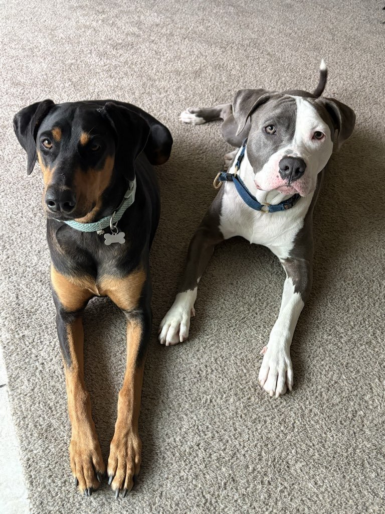 Supporting Your Dog’s Emotional Well-Being: Understanding ACE Free Work