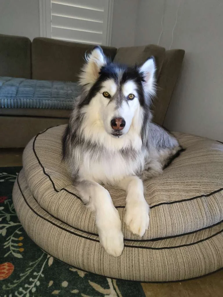 Bored Isn’t Harmless: How Mental Under Stimulation Leads to Behavior Problems