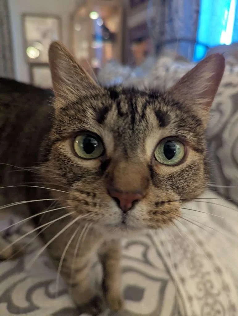 Hidden Home Hazards in “Pet-Friendly” Products