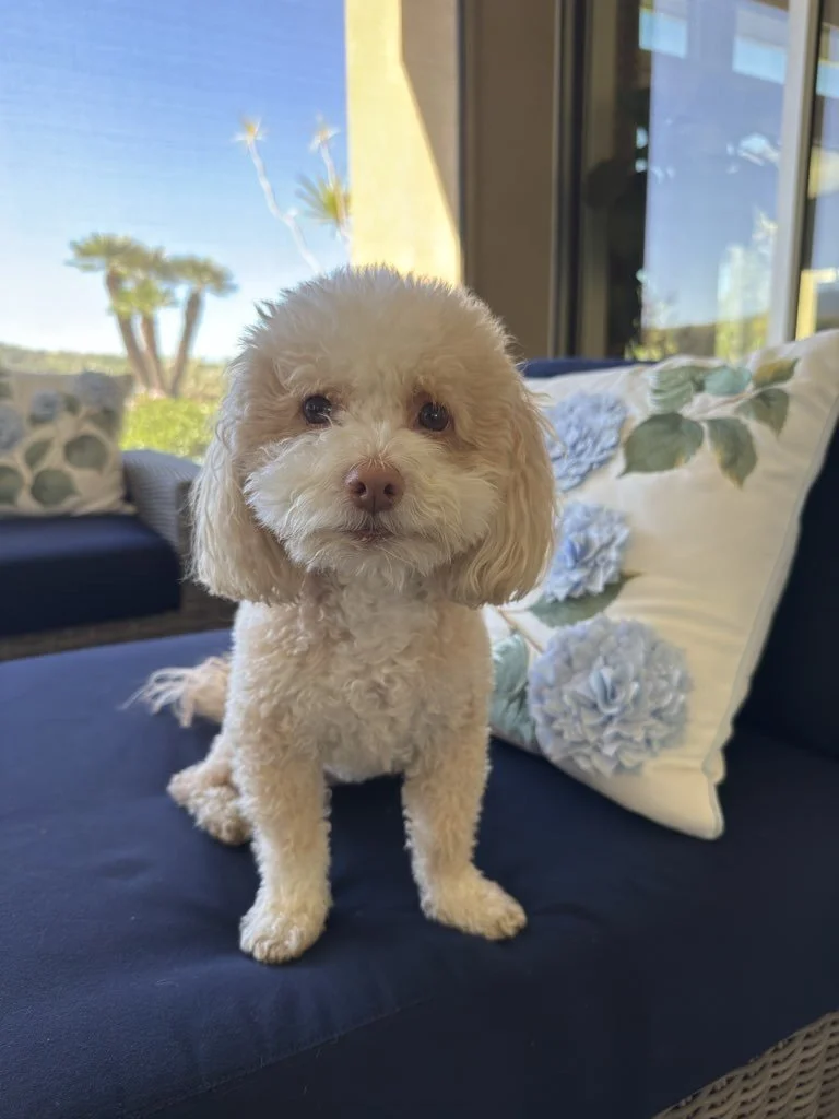 Smart Homes, Smarter Pet Safety