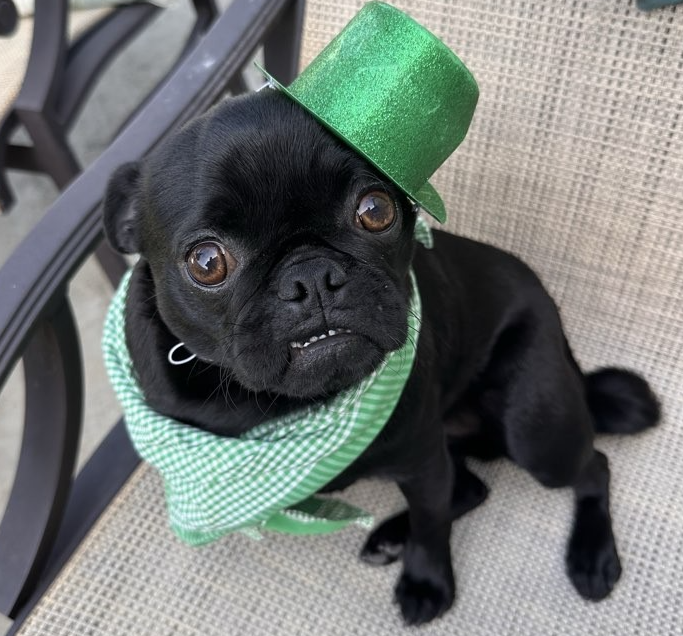 Screenshot 2026-03-17 at 2.41.01 PM.png