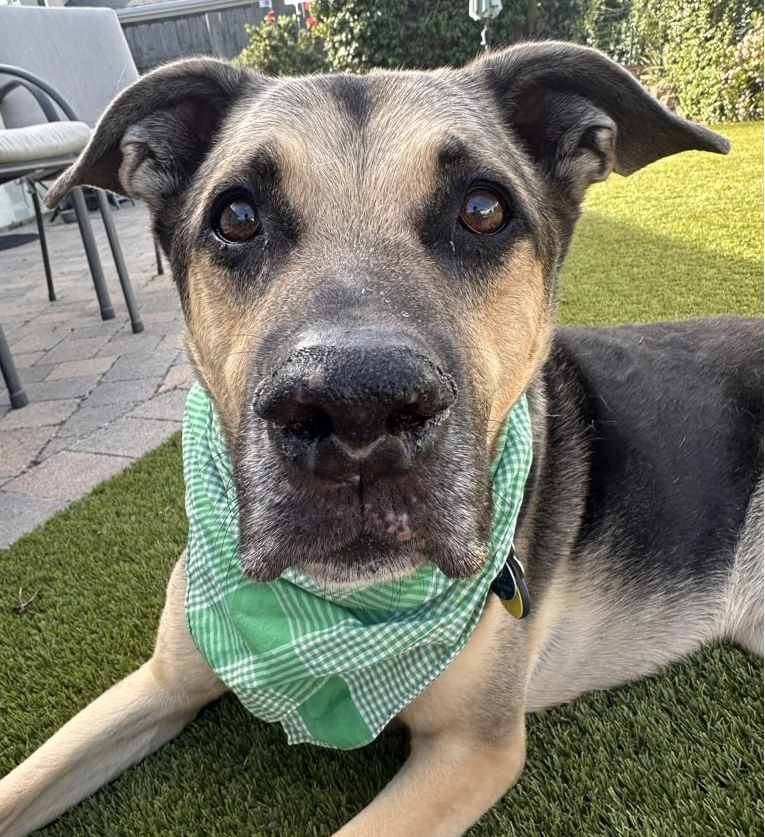 Screenshot 2026-03-17 at 2.42.11 PM.png