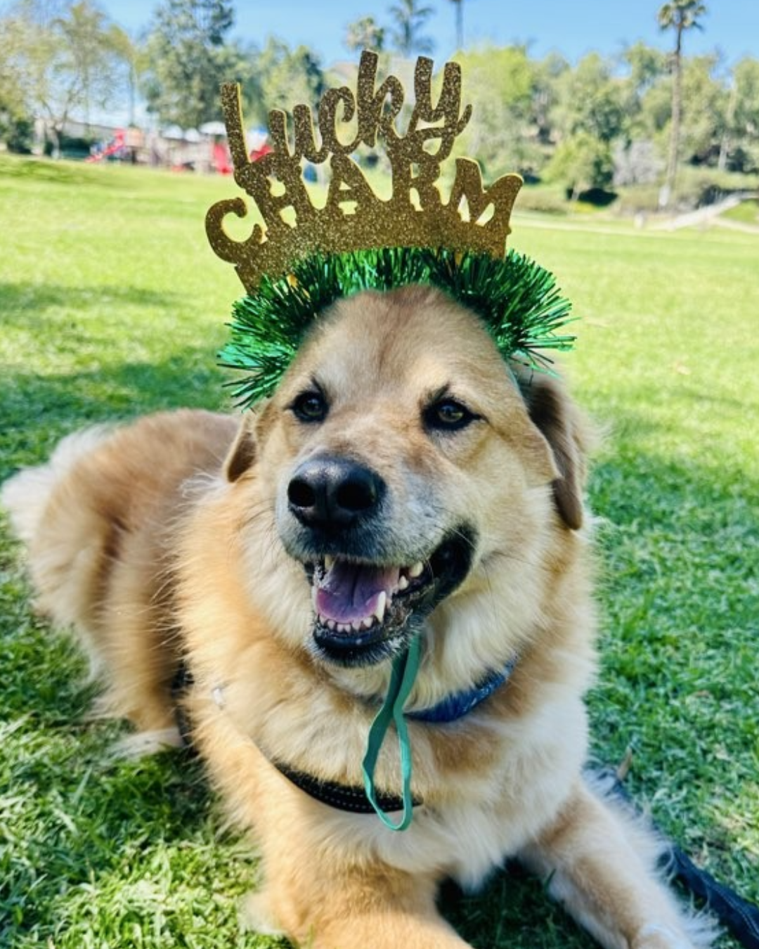 🍀 Behind the Scenes at Dogs On The Run 🍀