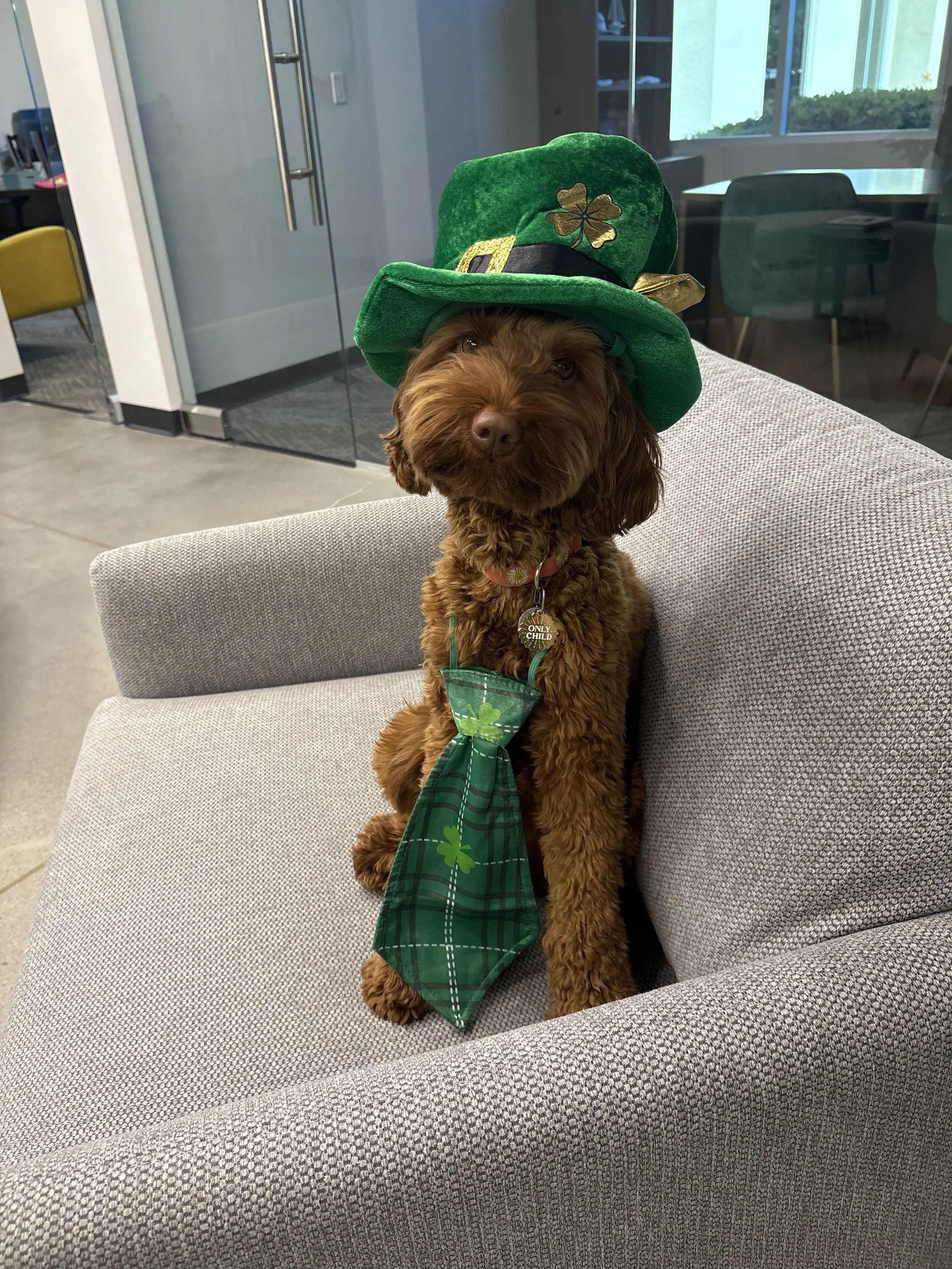 Poppy St Paddys with Hat.jpg