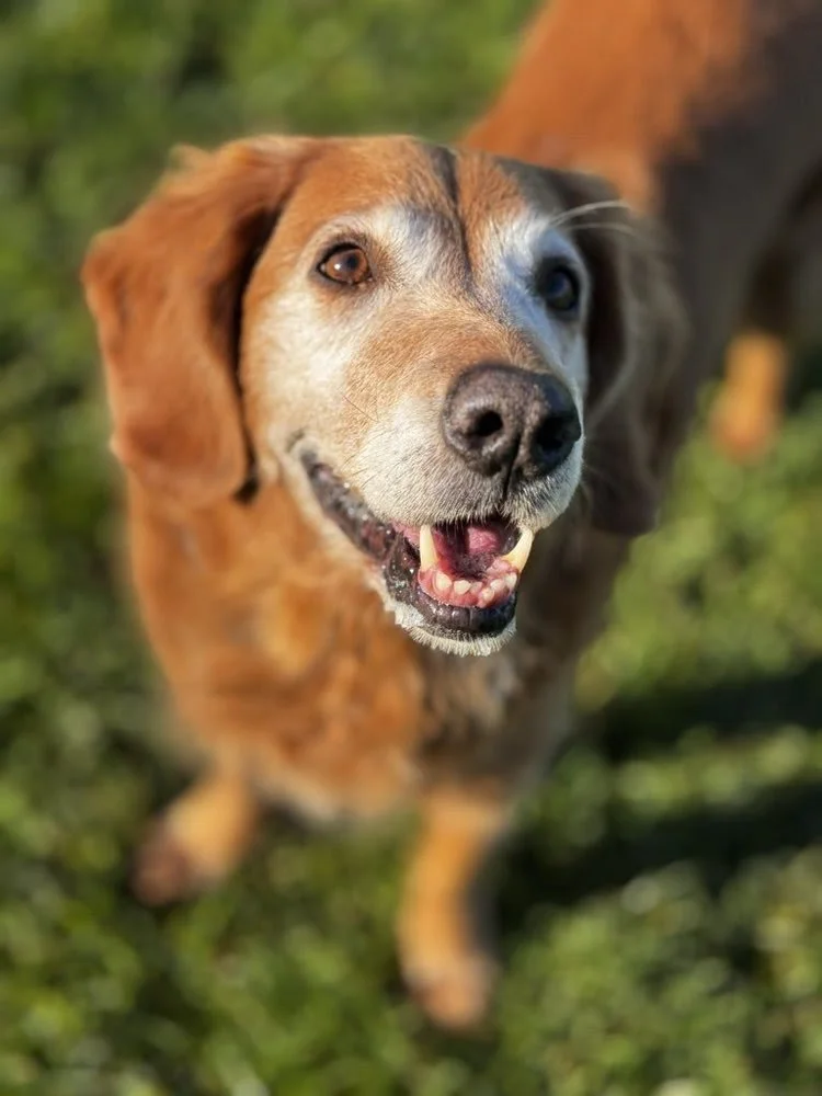 Grooming isn't about vanity. It's health care. Regular grooming catches problems early, from skin irritation and lumps to parasites and ear infections, before they become emergencies.

A pet's coat reflects their overall wellness. Matting can trap ba