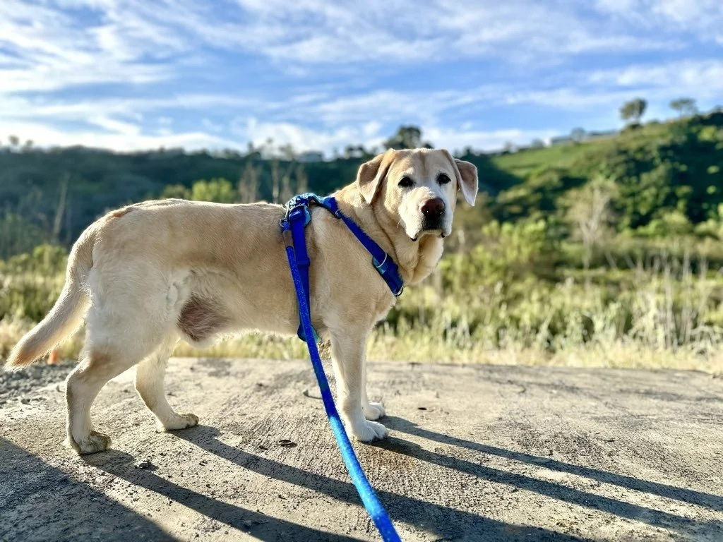 Dog Shaking Their Head? Here’s When It’s Normal and When Dogs On The Run® Recommends Calling Your Vet