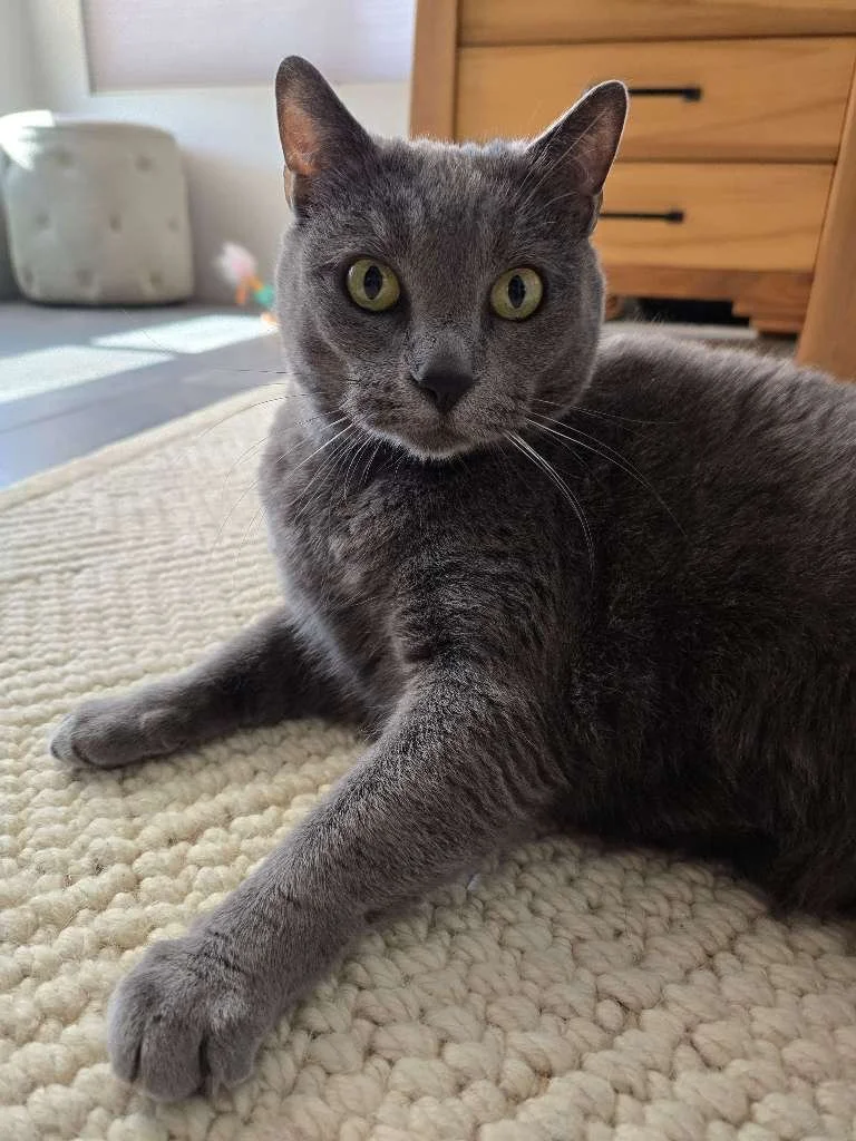 Extreme Weather and Indoor Pet Safety