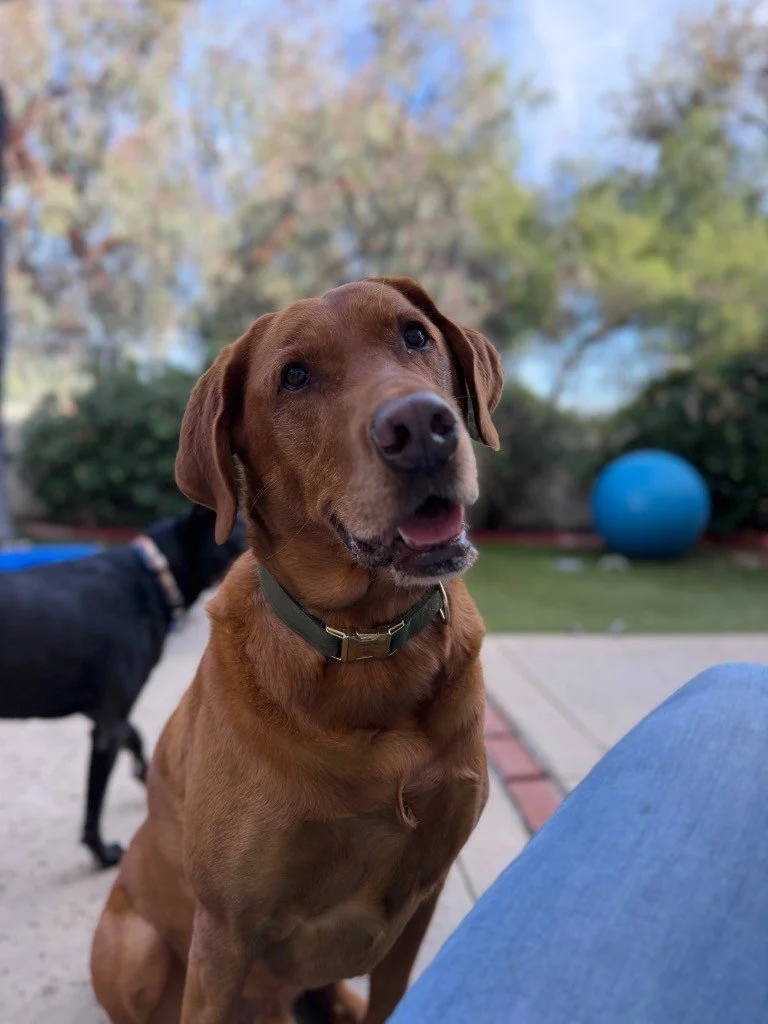 What Experienced Pet Parents Wish They Had Known Sooner