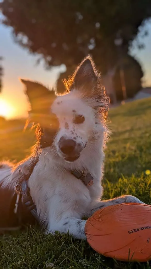 Encouraging Your Pet to Drink More Water