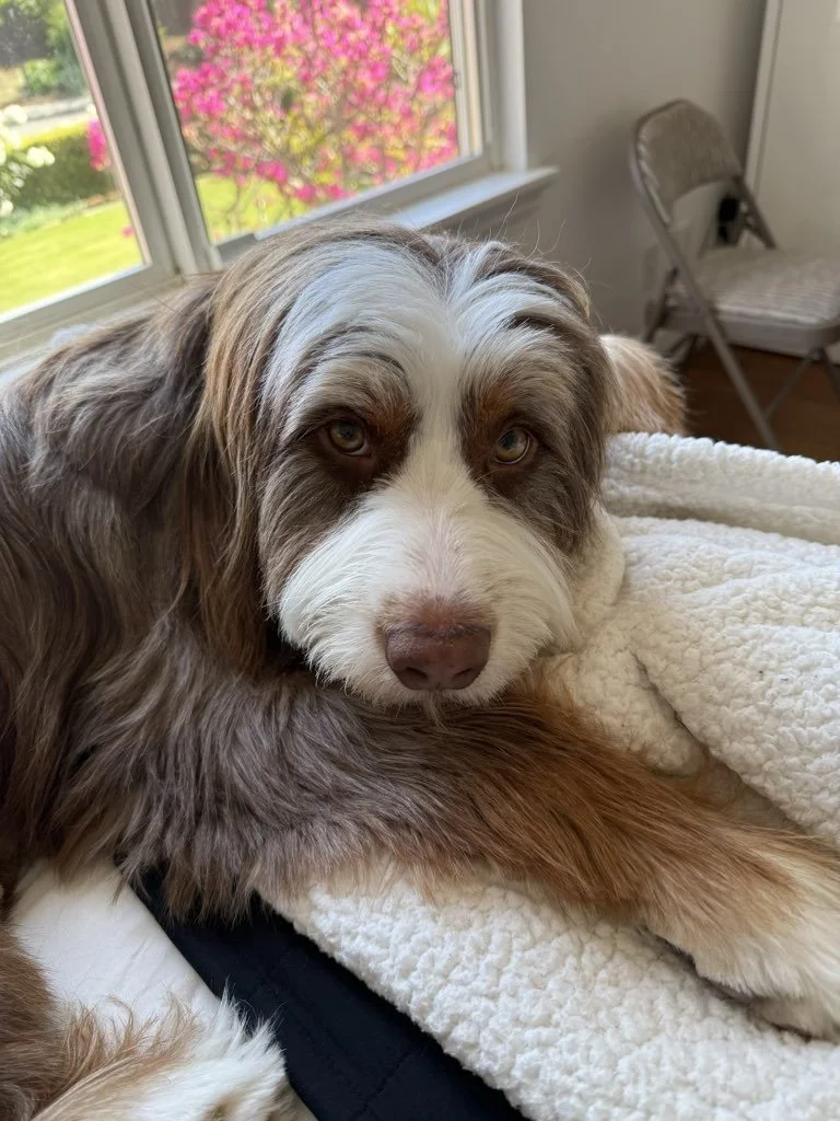Meat Meal in Pet Food: What Pet Parents Need to Know
