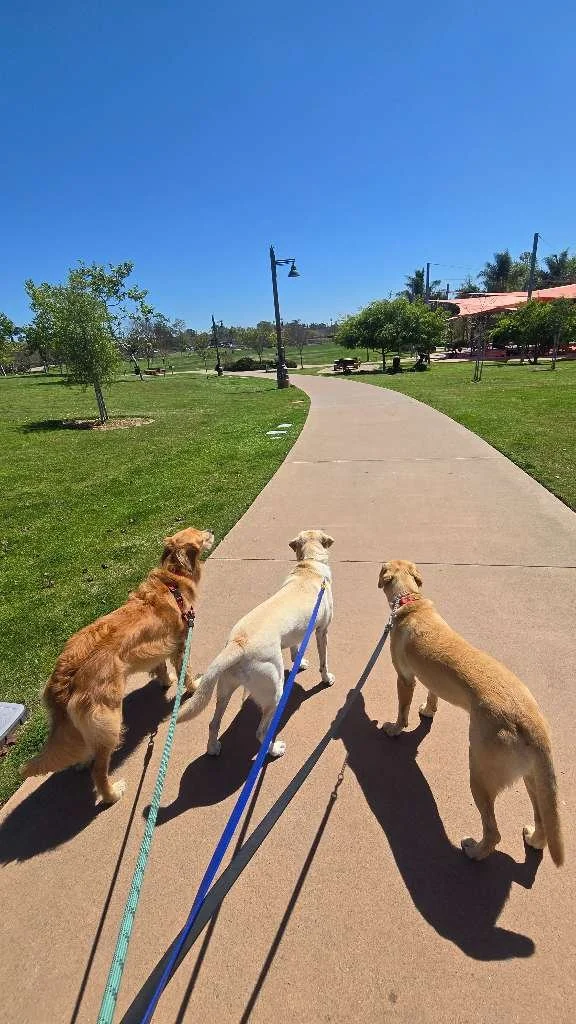 Spring is here, and with it comes peak parasite season. Fleas, ticks, and heartworm risk increase significantly as temperatures rise, and prevention is one of the most important steps you can take to protect your pet's health.

Fleas multiply quickly